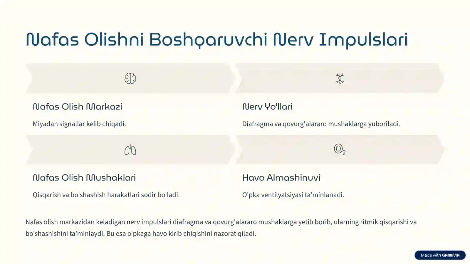 Nafas Olish Tizimi Boshqarilish Fiziologiyasi 3