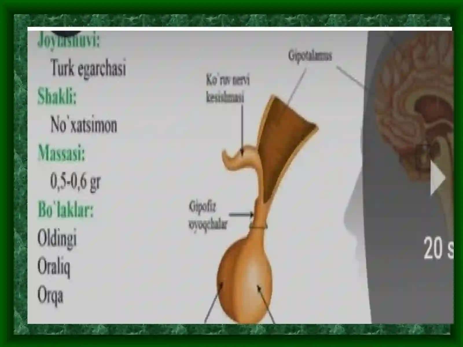 Endokrin bezlarning funksiyasining yoshga oid xususiyatlari 3