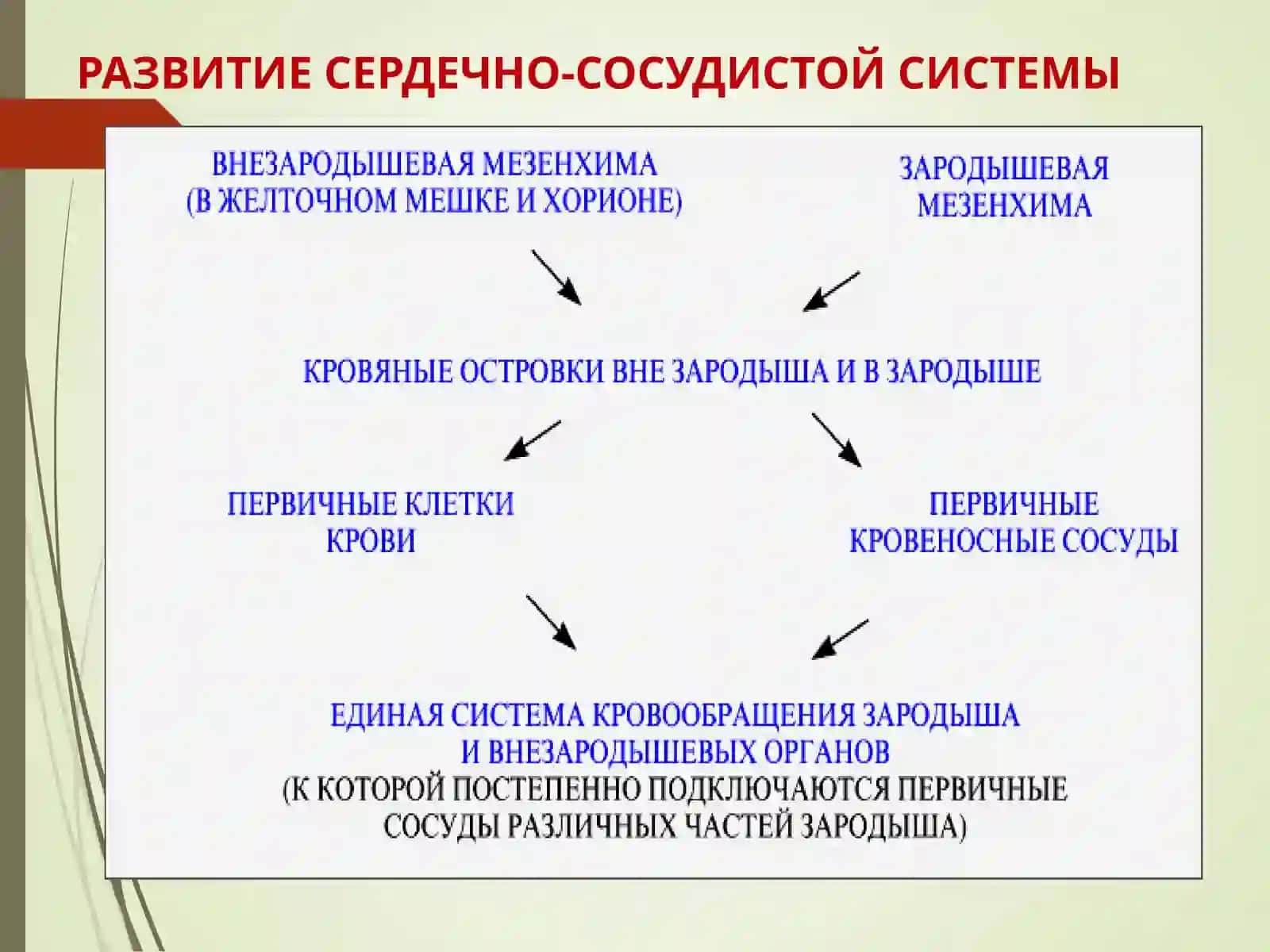 СЕРДЕЧНО-СОСУДИСТАЯ СИСТЕМА 3