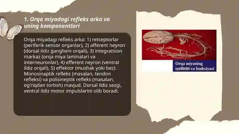 Orqa miyaning reflektor va o'tkazuvchi yo'li faoliyati, tekshirish usullari 3