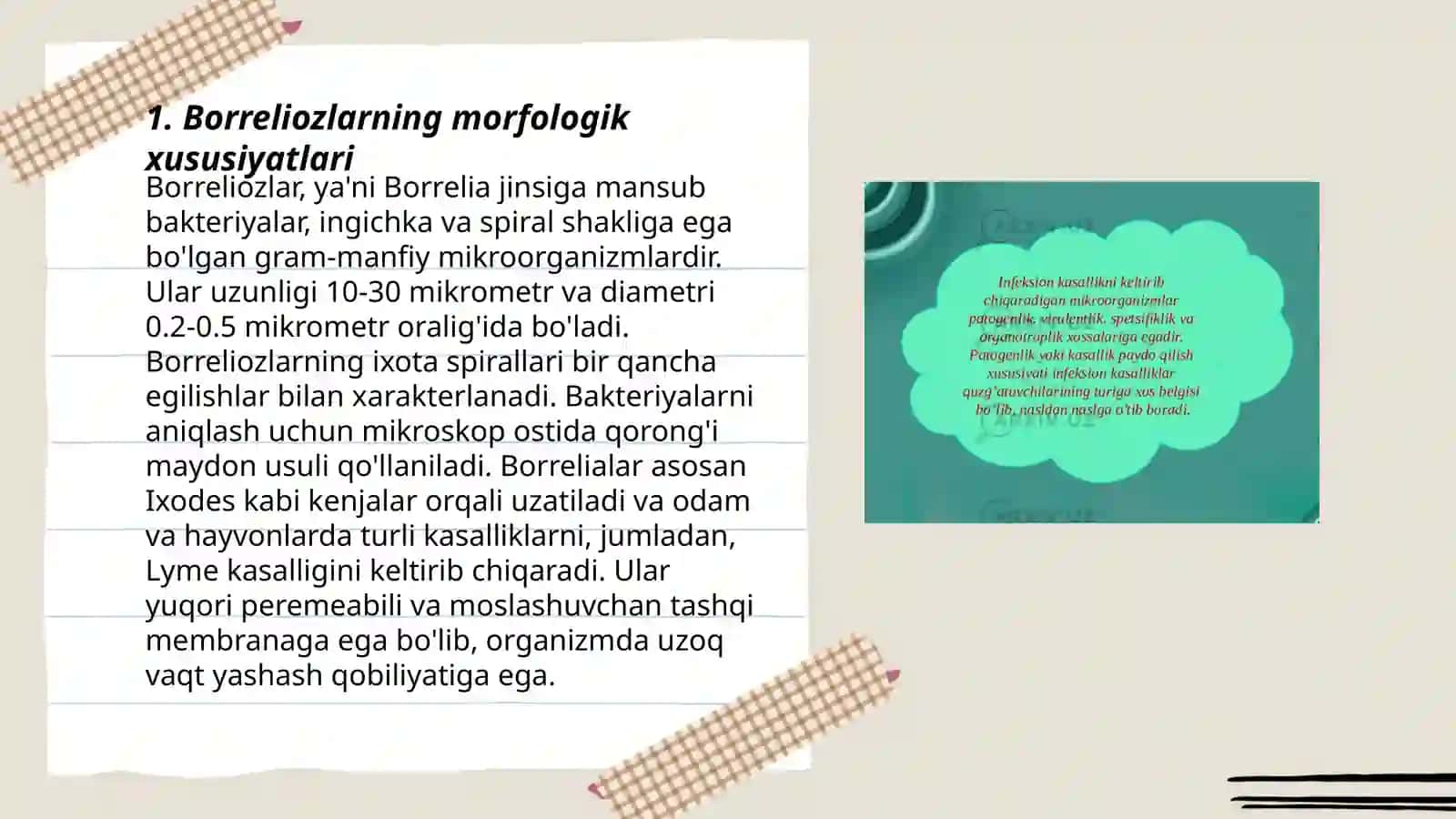 Borreliozlar morfologiyasi strukturasi tarqalganligi keltirib chiqaruvchi kasalliklar labaratoriyasi diagnostikasi 3