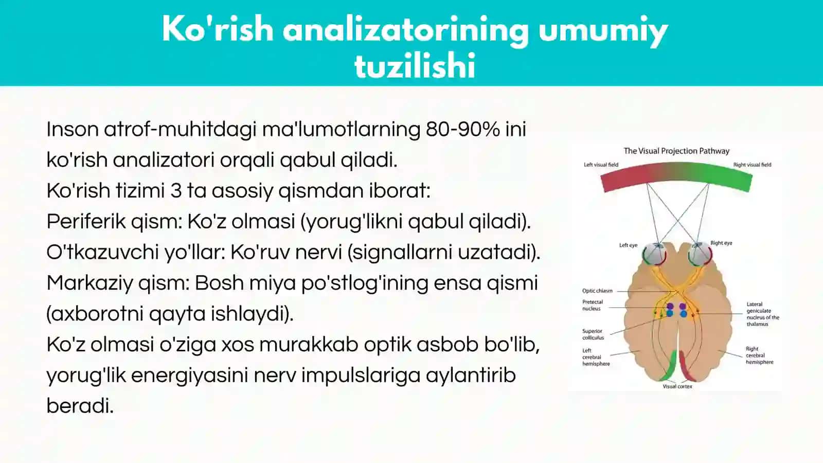 Ko'rish, rang ajratish sensorikalarining biofizikaviy asoslari. Ko'z sistemasi kamchiliklari va ular 3