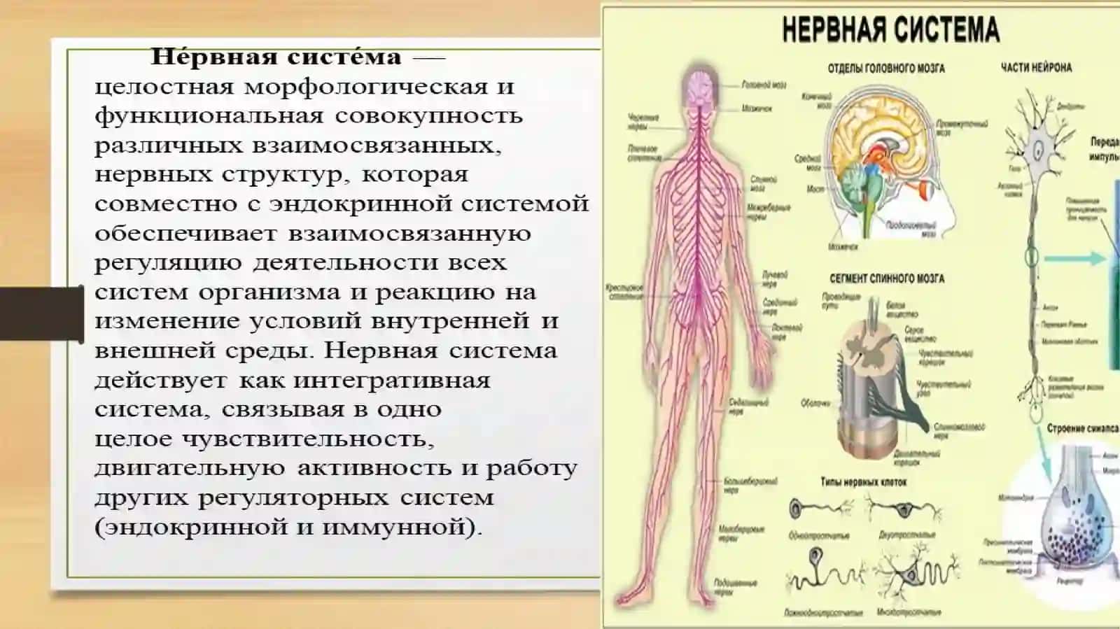 Особенности нервный деятельности детей 3