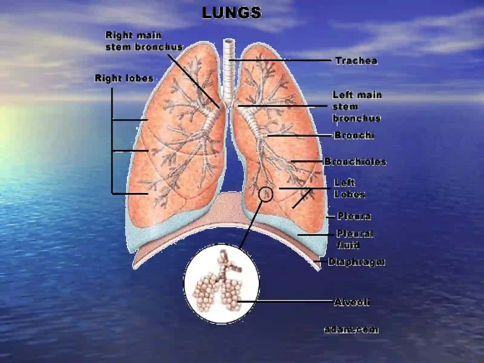 Pnevmoniya (Pneumoniya) 3