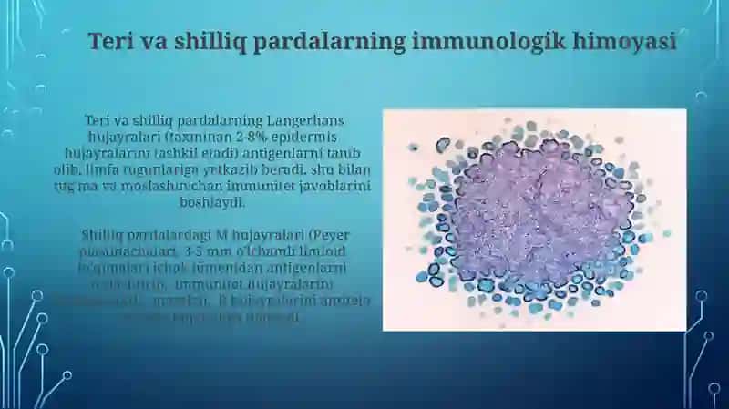 Teri va shilliq pardalarning immunologik himoyasi 3