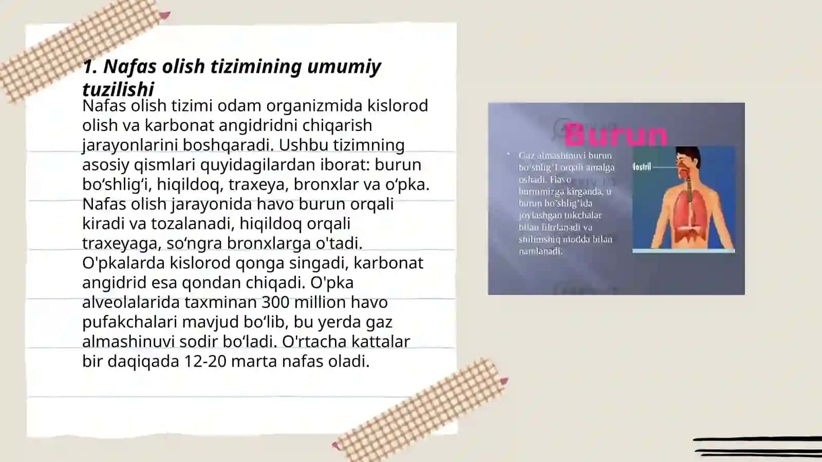 Nafas olish tizimi azolarining qiyosiy gistologik tavsifi 3