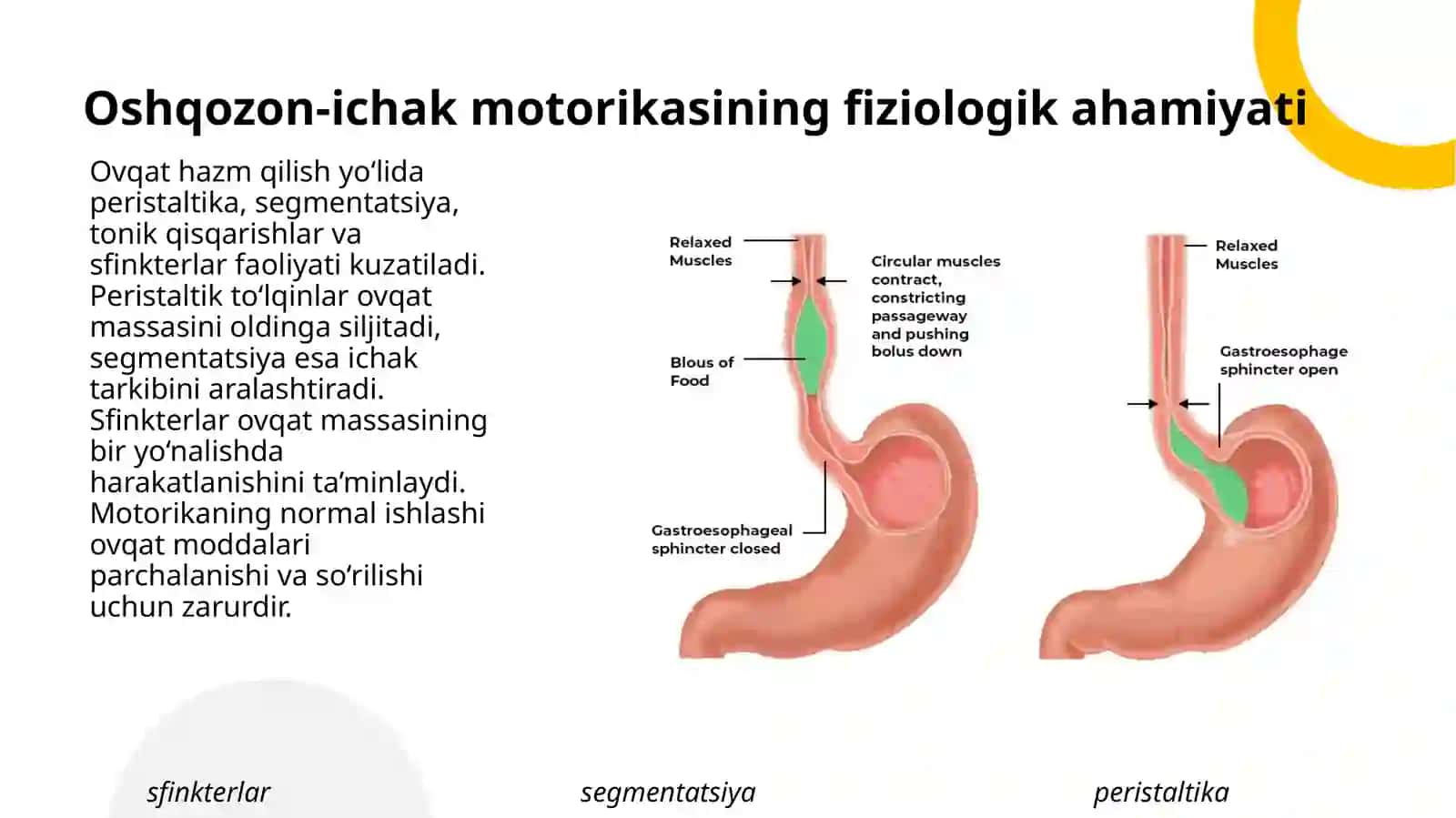 Oshqozon-ichak yo‘lining harakat faoliyatini tekshirish usullari 3