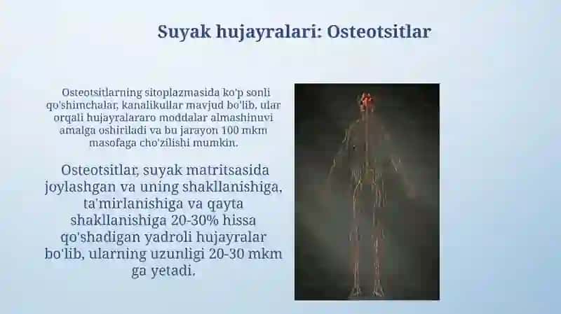 Suyak To'qimalarining Turlari va Funktsiyalari 3