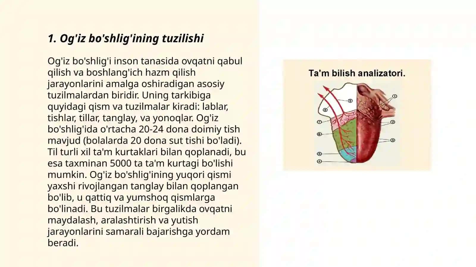 Ovqat hazm qilish sistemasining tuzilishi va fiziologiyasi 3