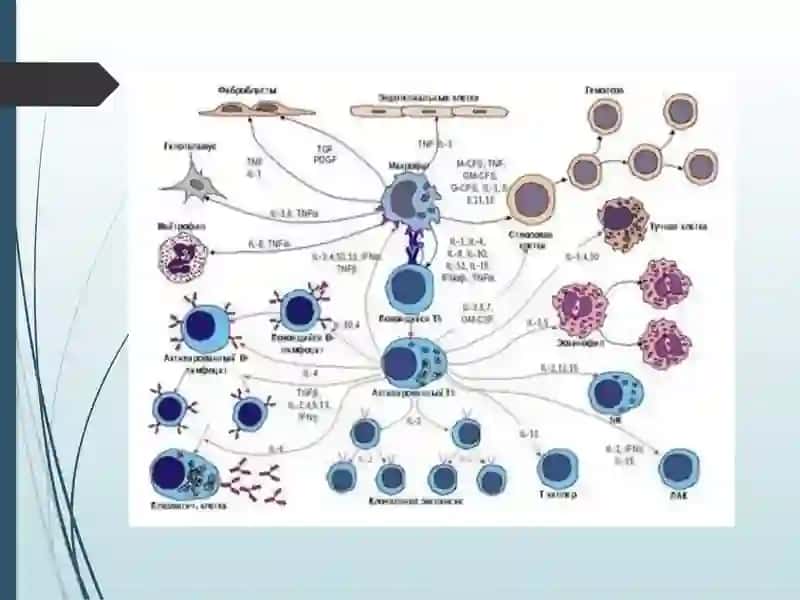 Mikrabiologiya immunologiya verusalogiya faniga hissa qo’shgan olimlar. 3