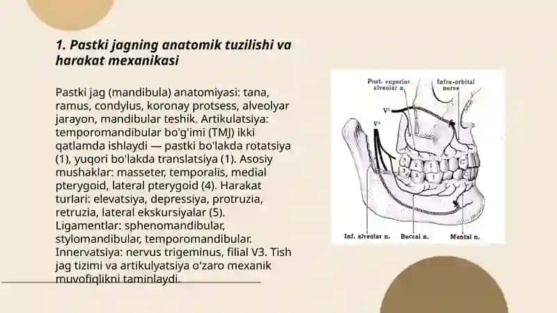 Pastki jag harakati. Tish jag tizimi barcha qismlarining o'zaro munosabati 3