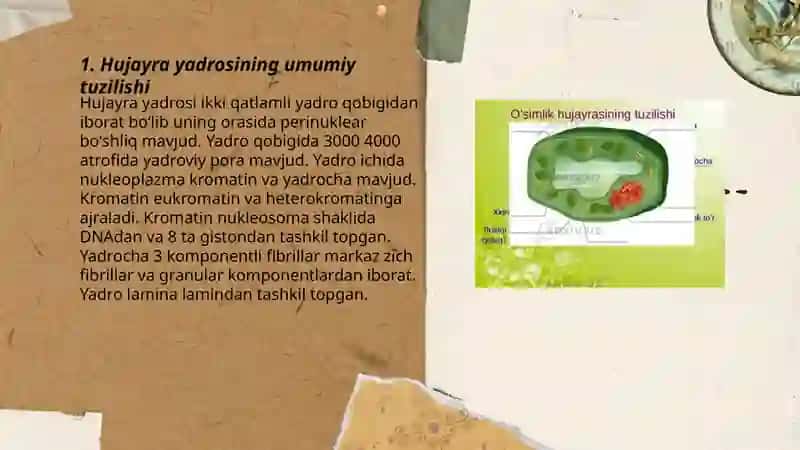 Hujayra yadrosi. Tuzilishi, funksiyalari, yadro bilan bogʻliq patologik oʻzgarishlar 3
