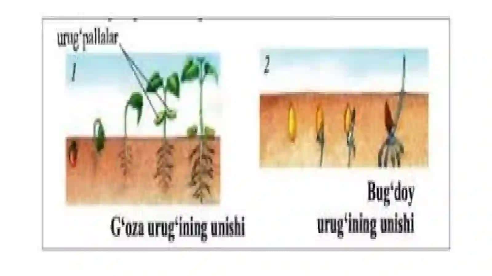 BIR URUG’PALLALI O’SIMLIKLAR SINFI 3