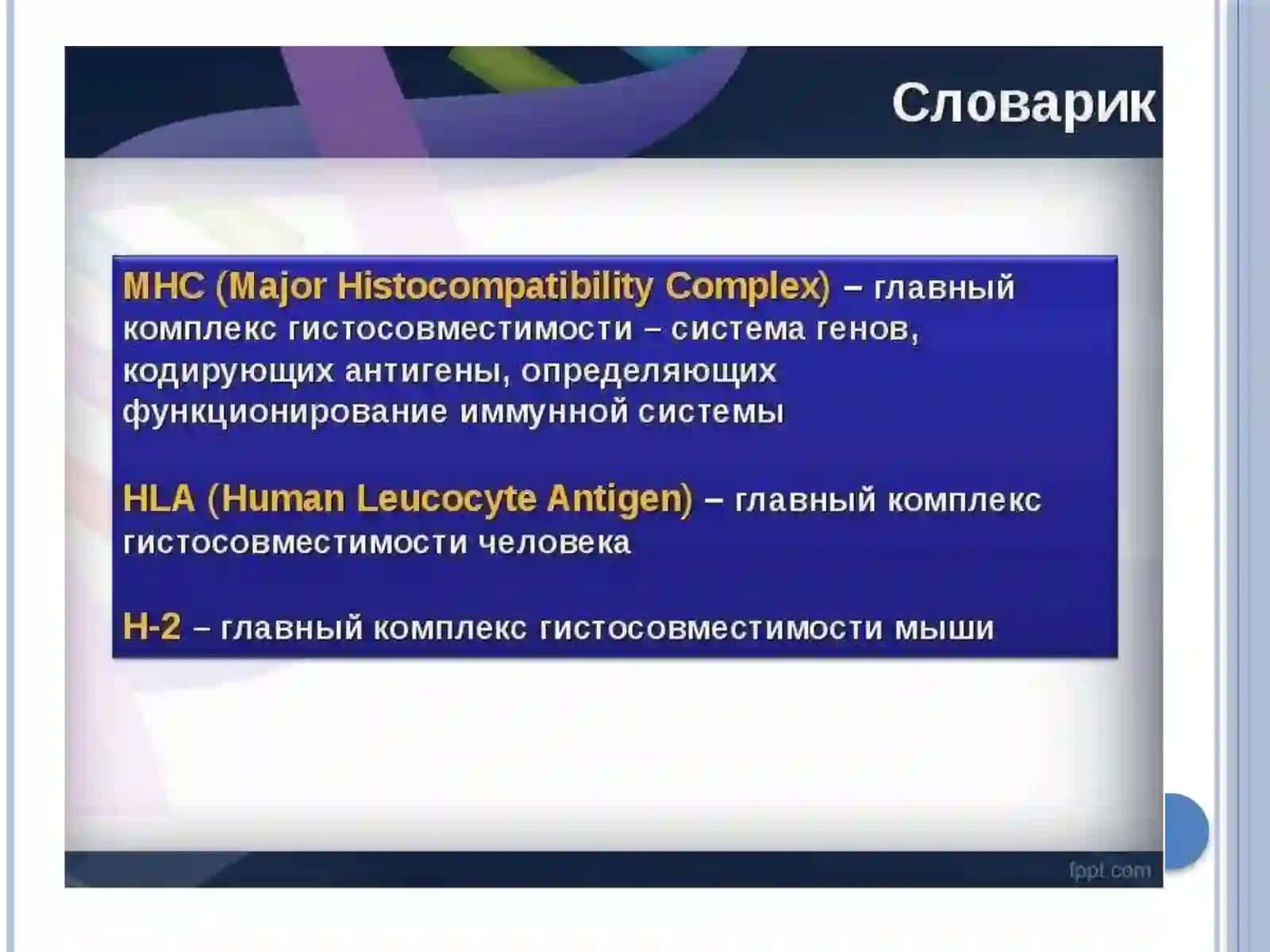 Главный комплекс гистосовместимости 3
