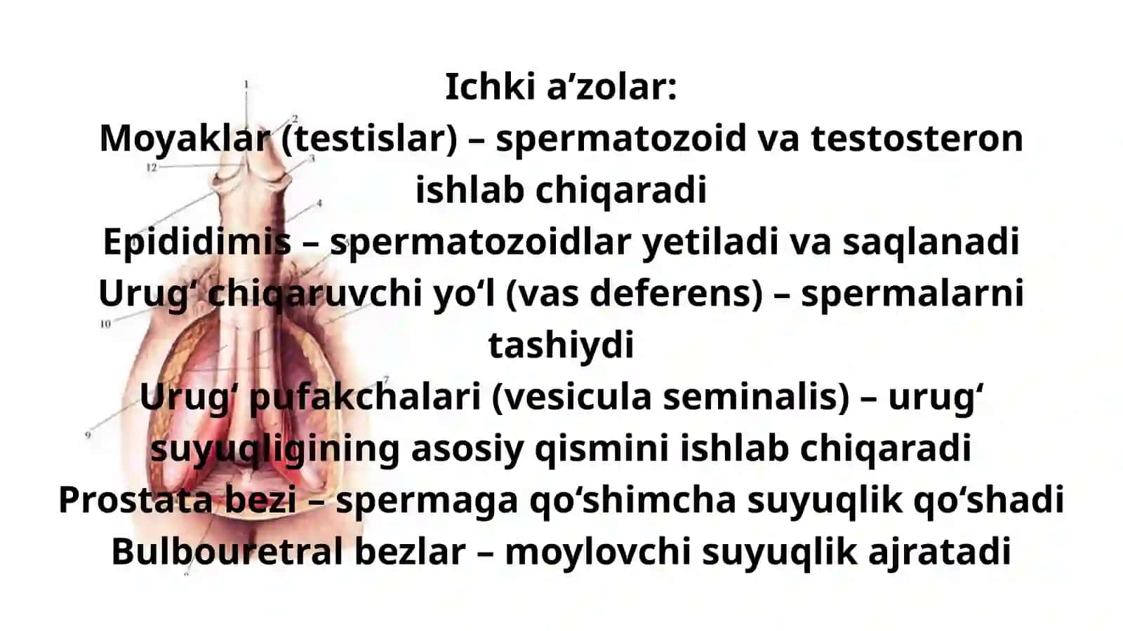 2-son Margʻilon Abu Ali ibn Sino nomidagi jamoat salomatligi tibbiyot texnikumi talabasi Mansirjonova Mohigulning anatomiya fanidan taqdimoti 3