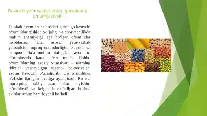 Dukkakli yem hashak o'tlar guruhi.Beda o'simligining umumiy marfalogik belgilari 3