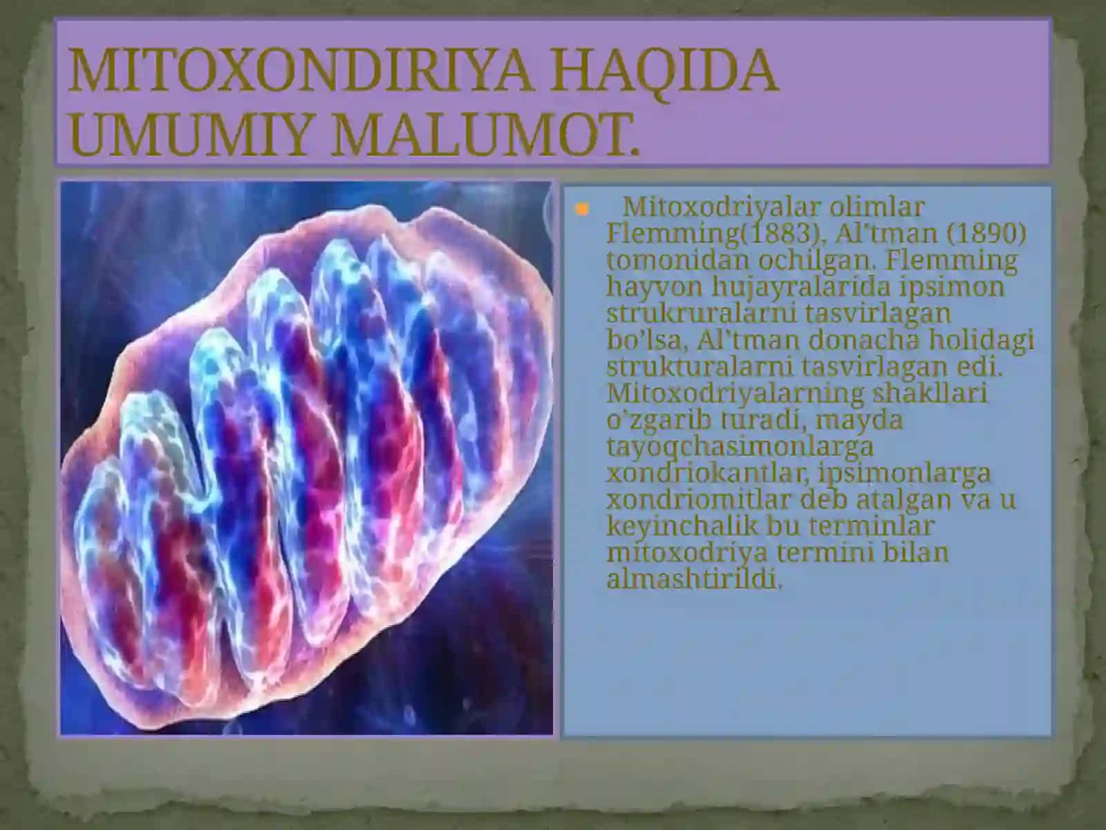 Abdirimov Hakimjonning ikki membranali yarim avtonom argonidlar mavzusida tayyorlagan prezentatsiyasi 3