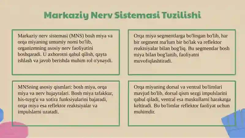 Markaziy nerv sistemasi va orqa miyaning tuzilishi 3