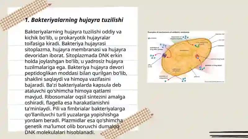 Bakteriyalarning tuzilishi tiplari va Qishloq xojaligidagi ahamiyati 3