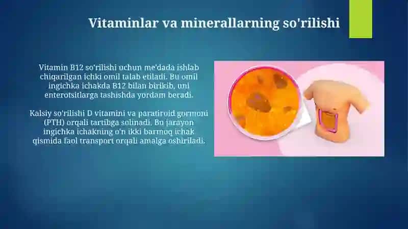 Hazm sistemasini o'rta qismi 3