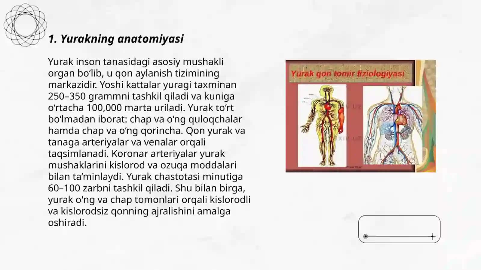 Yurak va qon tomirlarining tuzilishi 3