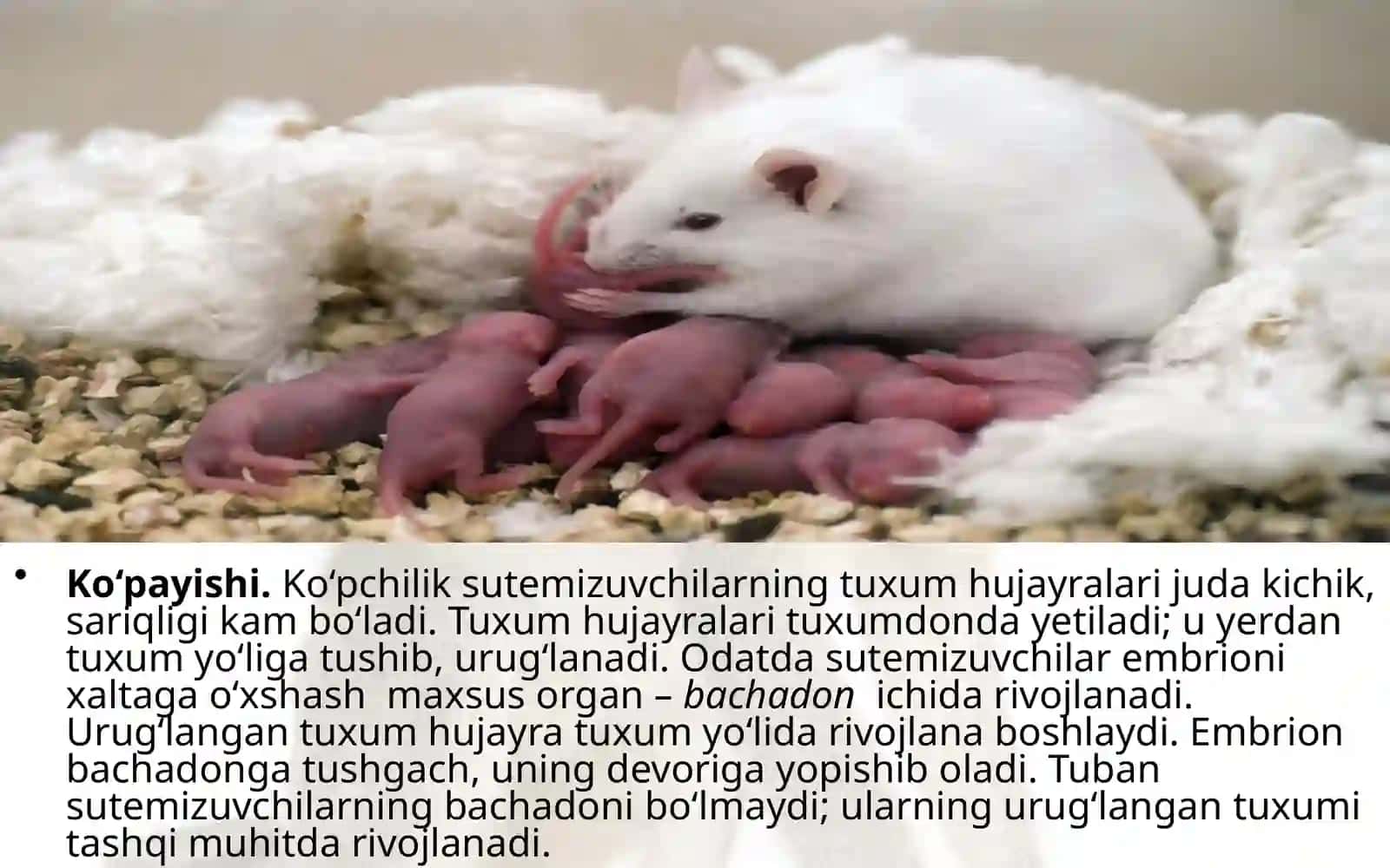 7-sinf Zoologiya 'Sutemizuvchilarning ko'payishi, rivojlanishi va kelib chiqishi' ko'rgazma 3