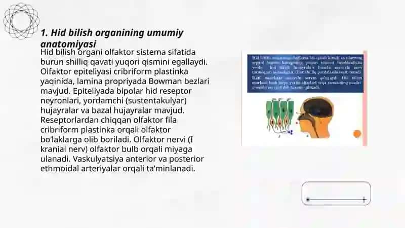 Hid bilish organining tuzilishi va uning regeneratsiya qilish hususiyatlari 3