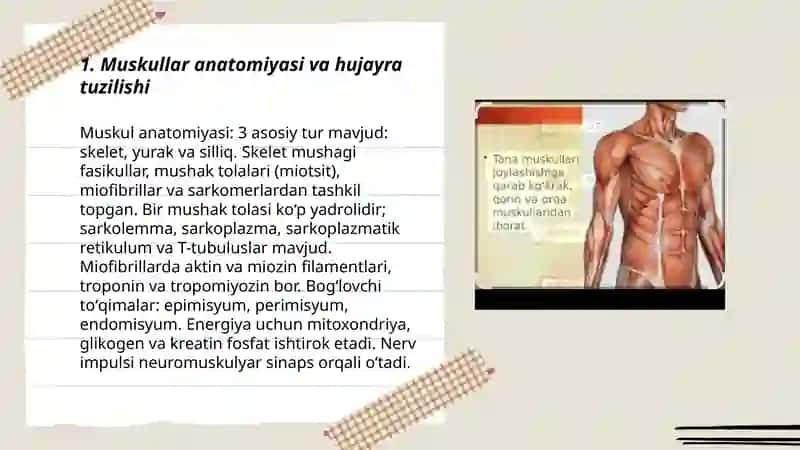 Muskul fiziologiyasi 3
