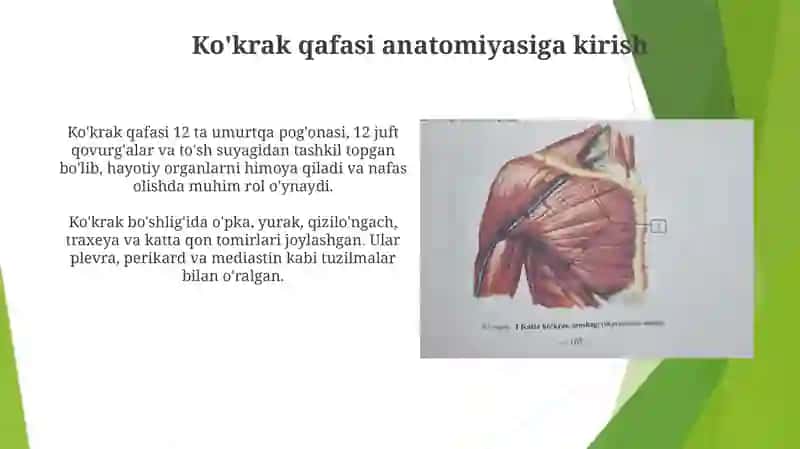 Anatomiya miyalogiya Koʻkrakni yuza va autoxton mushaklar Diafragma Koʻkrak autoxon mushaklar 3