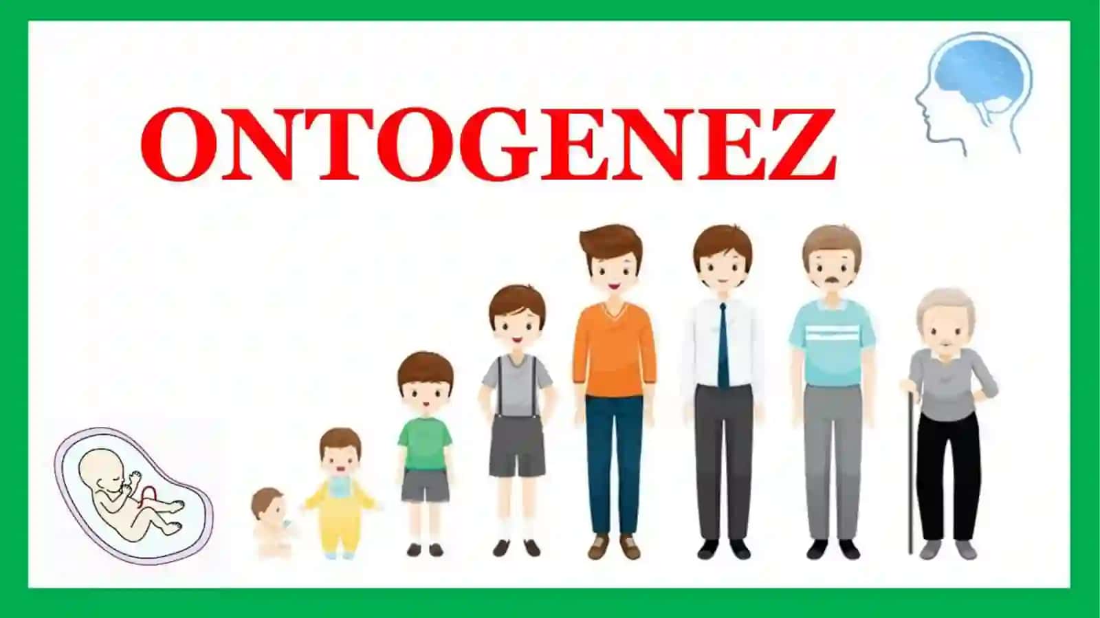 Ontogenezning ilk bosqichlarida psixik rivojlanish xususiyatlari 3
