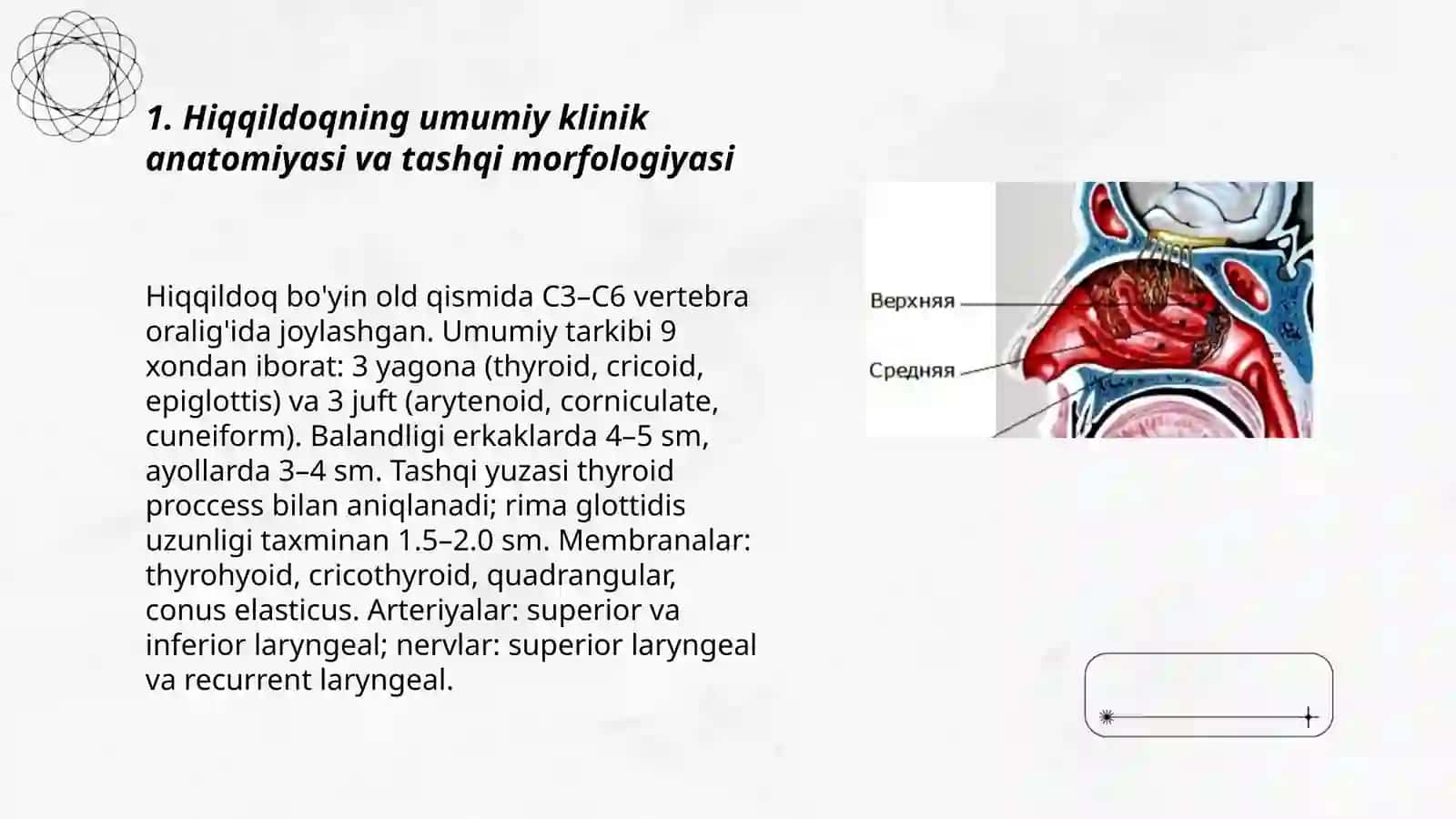 Hiqqildoq, traxeya, bronx klinik anatomiyasi 3