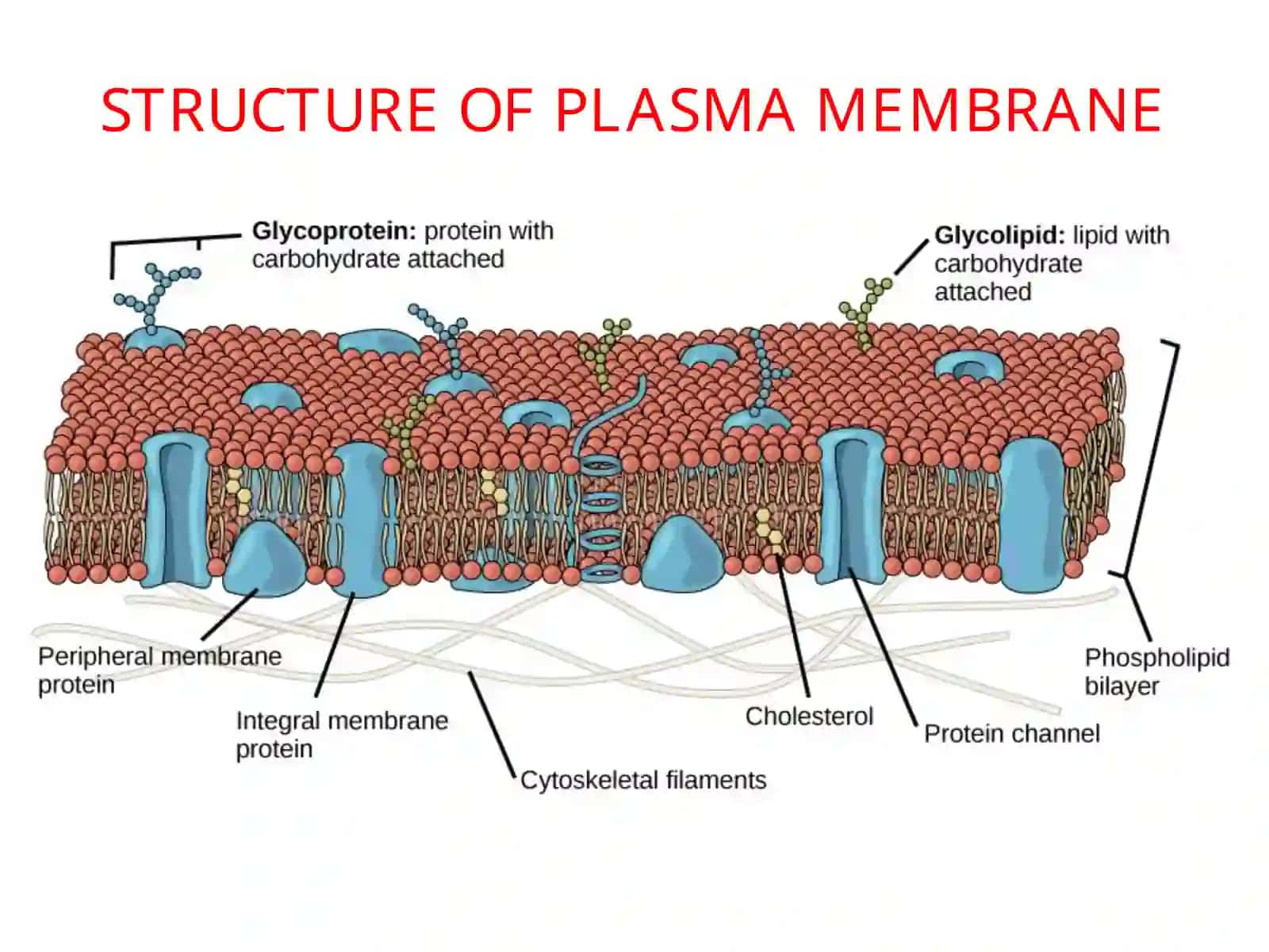 Cell BiologyLec. 2 3