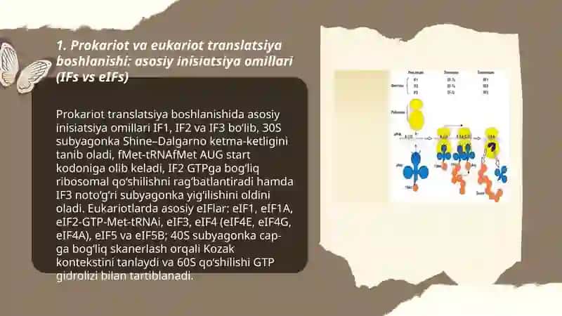Prokariot va eukariot translatsiya boshlanishi: asosiy inisiatsiya omillari (IFs vs eIFs) 3