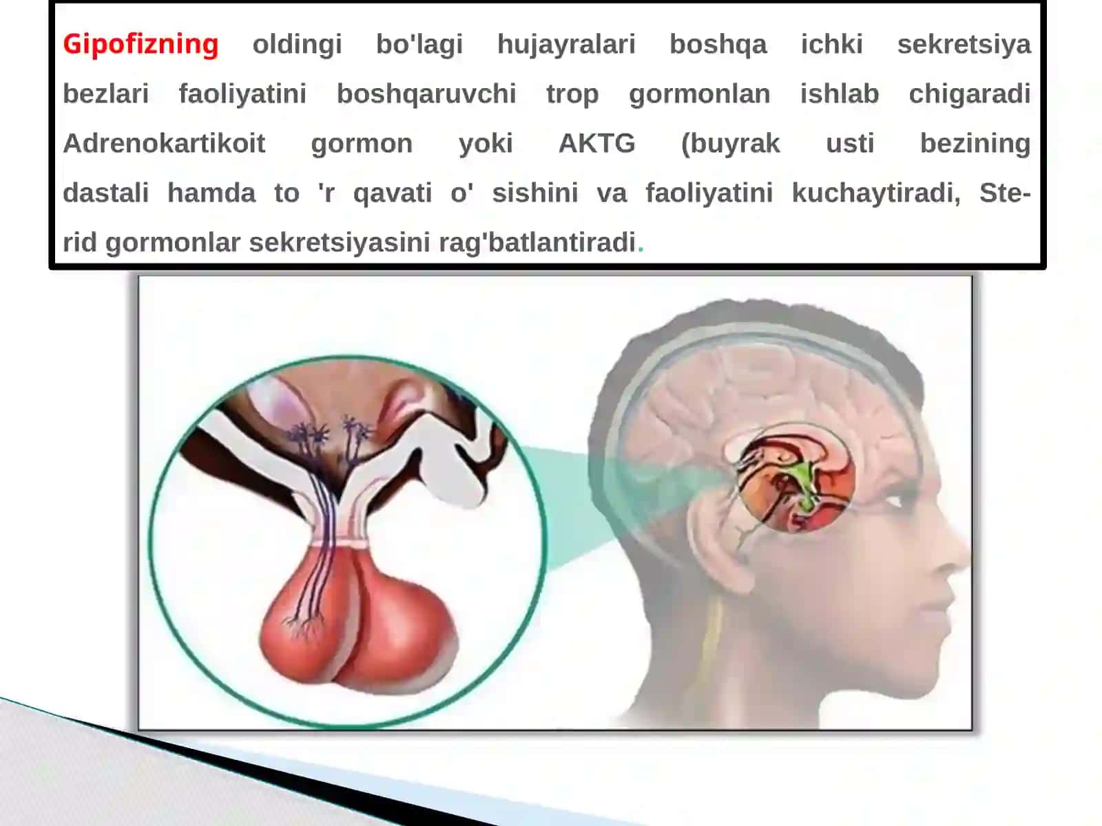 ENDOKIRN TIZIM ICHI SEKRITSIA BEZLARI TUZLISHI 3
