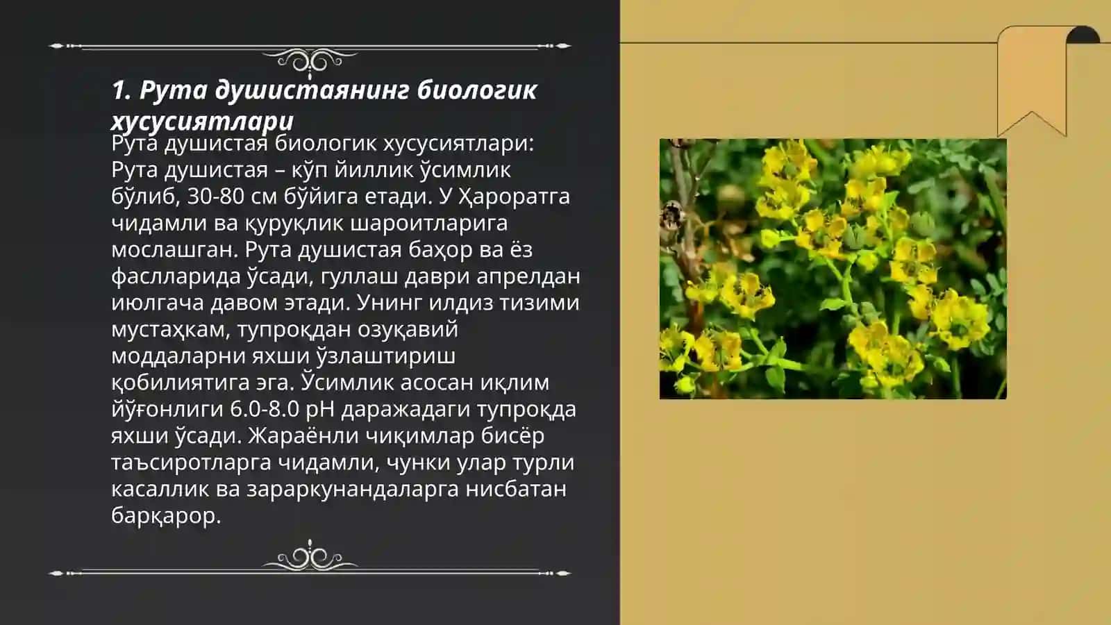 Xosh tyisli ruta (Рута душистая Ruta craveolens L) osimlıgıtın tuqimgershiligi 3