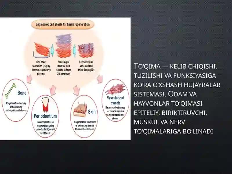 To'qimalarning fiziologik va reparativ regeneratsiyasi 3
