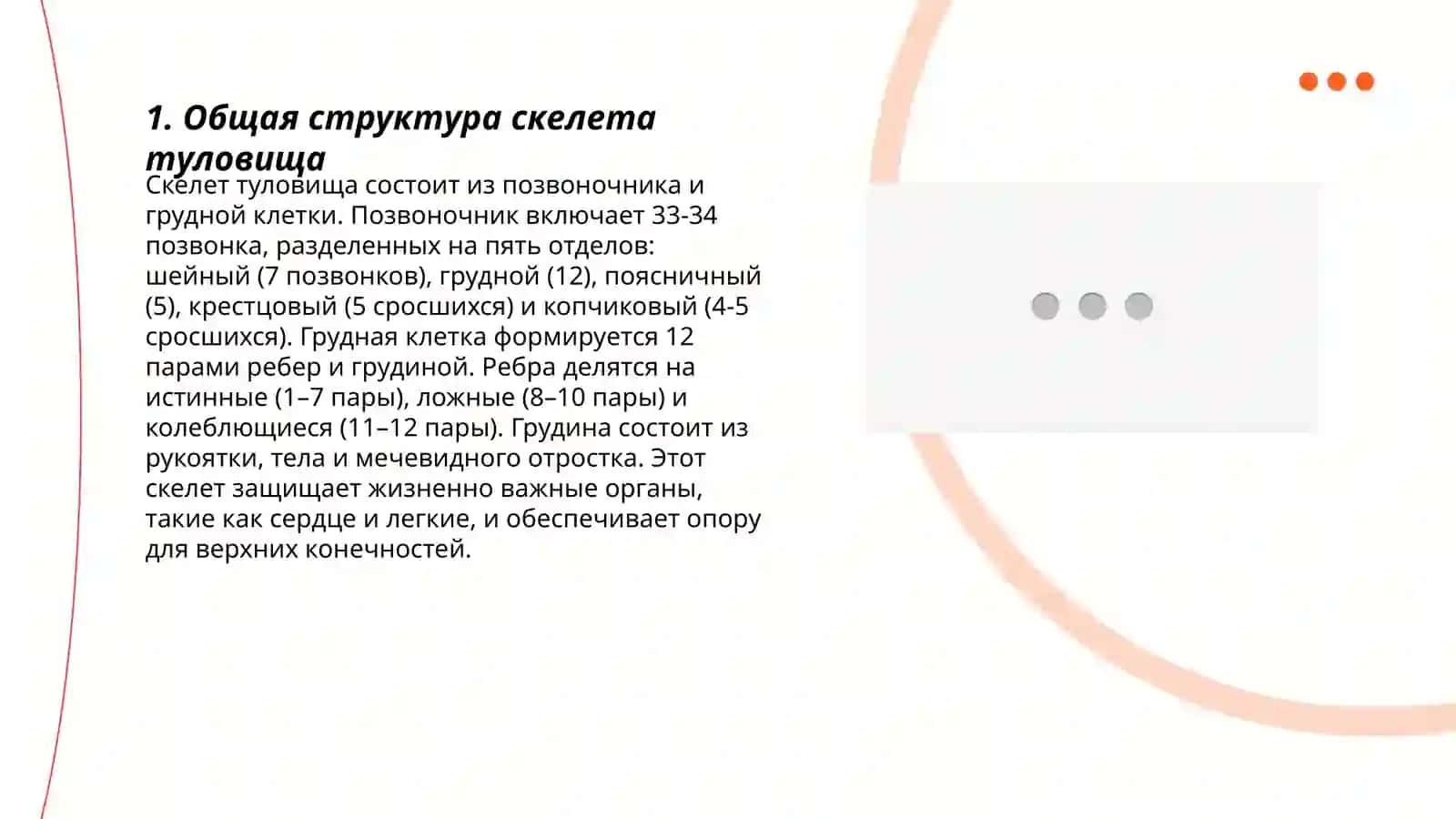 Скелет туловища. Описание классификации предметов 3