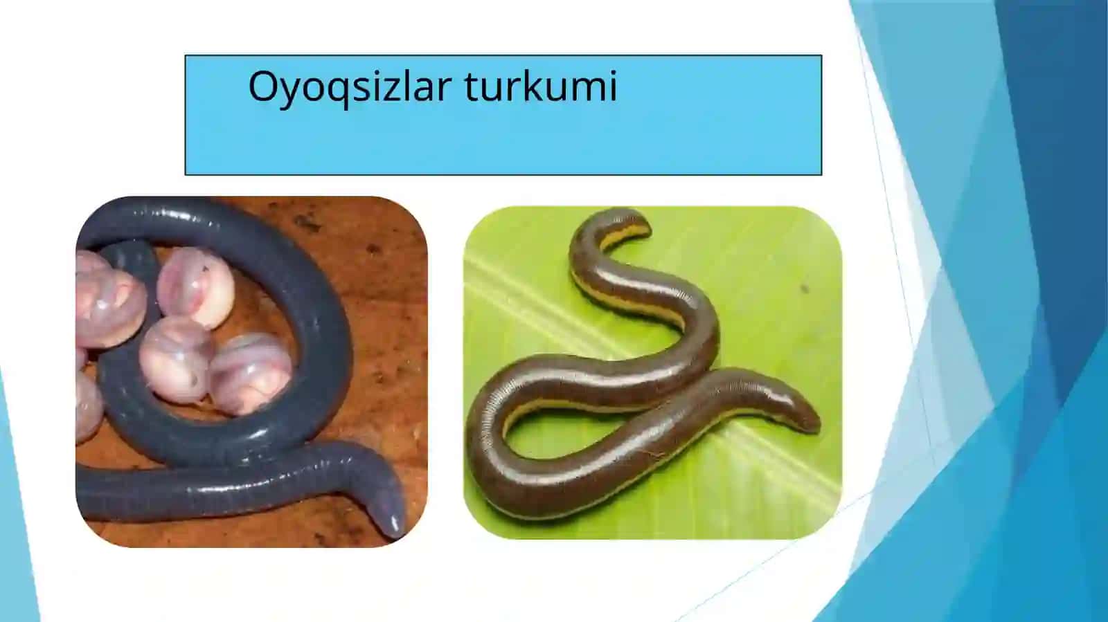 Oyoqsizlar turkumi va ularning o‘ziga xos xususiyatlari 3