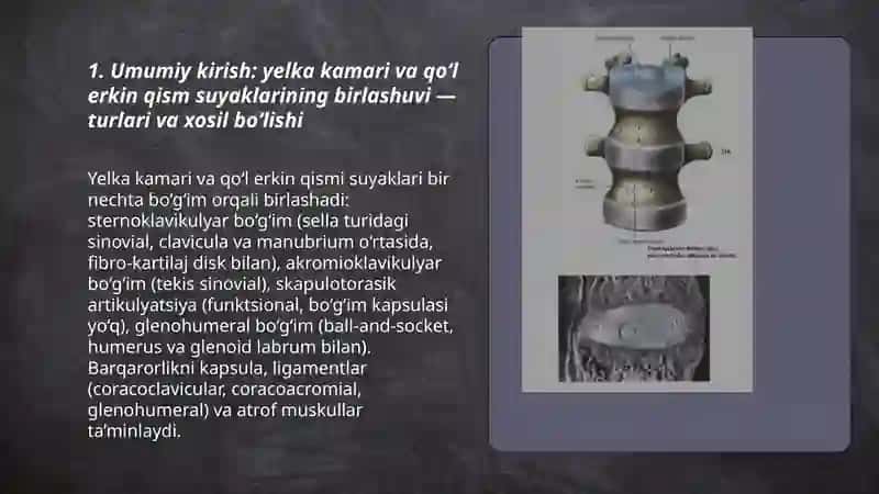 Tanadagi katta bo‘g‘imlar anatomiyasi 3