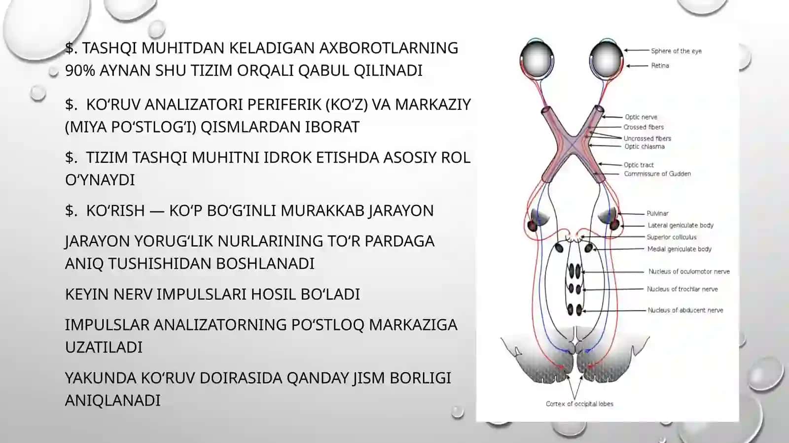 Koʻruv analizatori. Koʻzning optik va retseptor tizimi 3