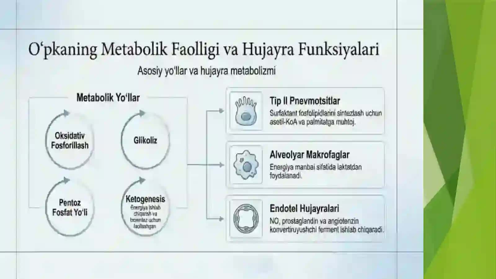 O'pkaning metabolik tavsifi va uning buxilishlari 3