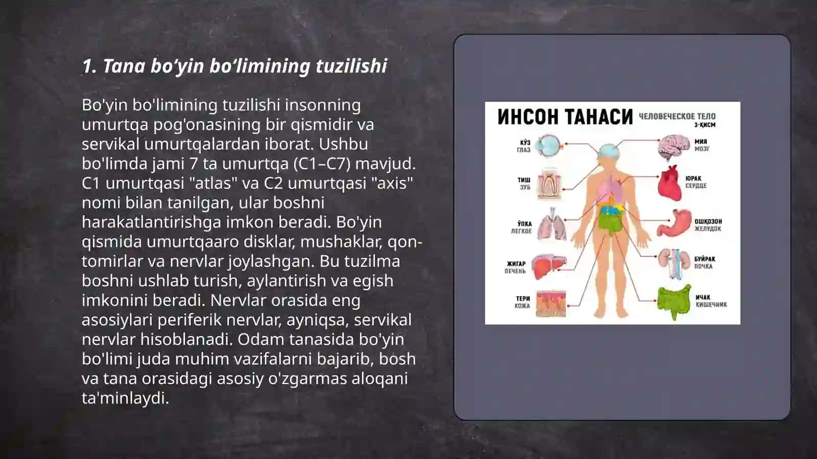 Tana boʻyin yuqori va pastki a'zolar tuzilishi 3
