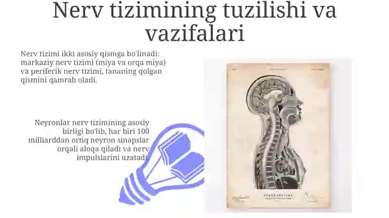 Asab tizimi 3