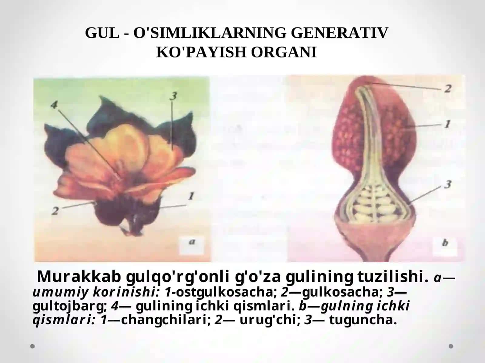 Gulning tuzilishi: Formulasi va diagrammasi 3