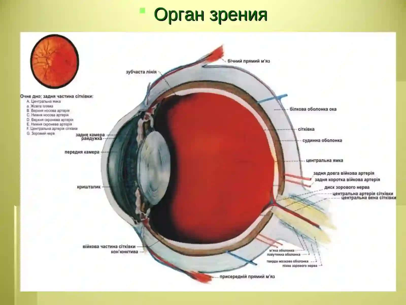 Сезги аъзоларининг умумий анатомияси 3