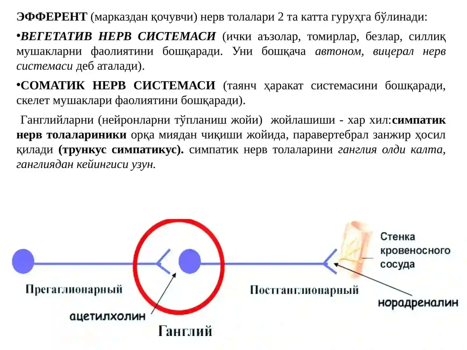 Эфферент иннервация. Холинергик синапсларга таъсир этувчи дори воситалар 3