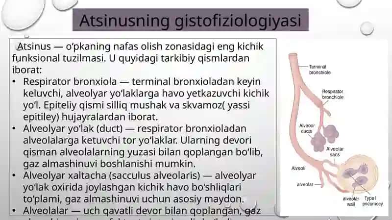 ATSINUSNING GITOFIZIOLOGIYASI. O’PKANING REGENERATSIYASI VA TRANSPLANTATSIYASI 3