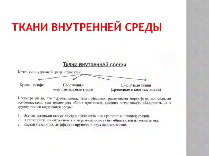 Ткани внутренней среды 3