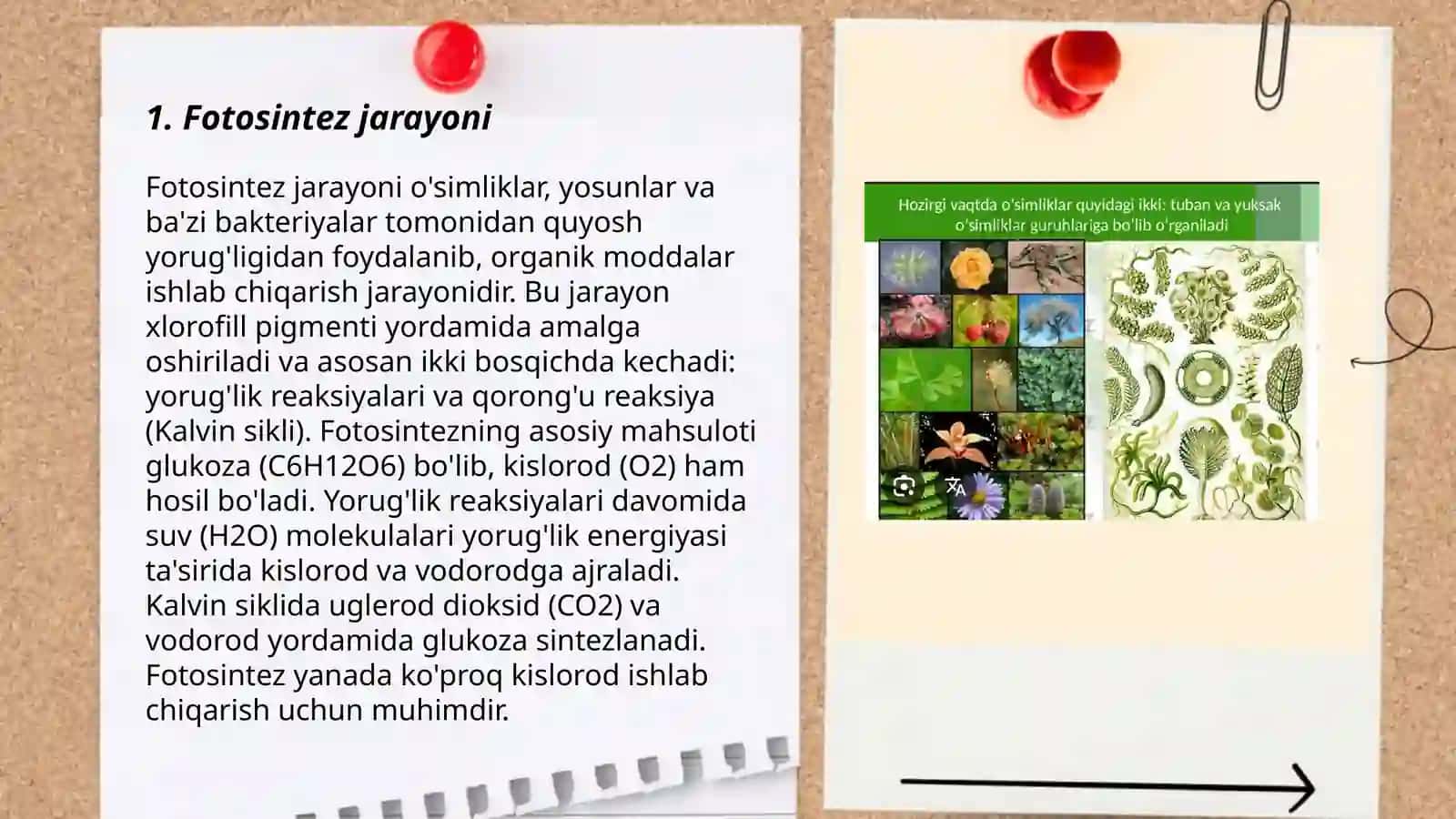 O’simliklar dunyosi va ularni yashash tarzi 3