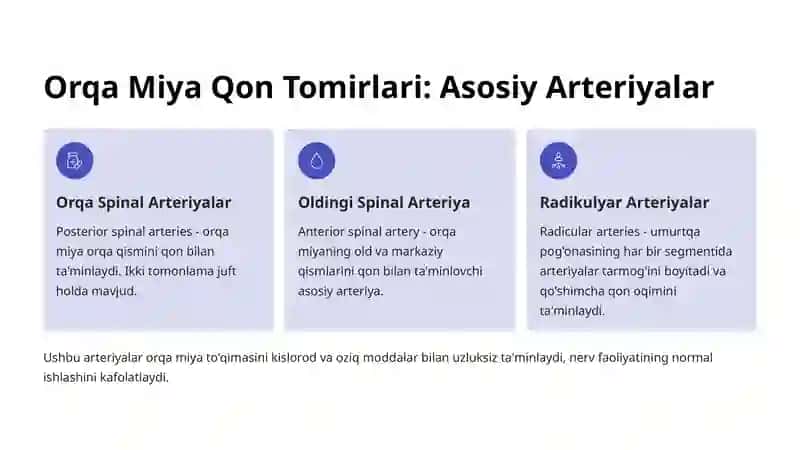 Orqa Miya Qon Tomirlari 3
